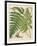 Botanical Ferns I-N. Harbick-Framed Art Print