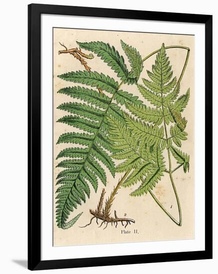 Botanical Ferns I-N. Harbick-Framed Art Print