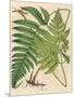 Botanical Ferns I-N. Harbick-Mounted Art Print