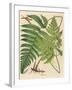 Botanical Ferns I-N. Harbick-Framed Art Print