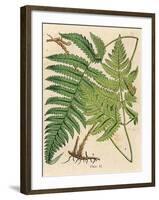 Botanical Ferns I-N. Harbick-Framed Art Print