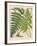Botanical Ferns I-N. Harbick-Framed Art Print