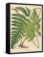 Botanical Ferns I-N. Harbick-Framed Stretched Canvas