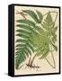 Botanical Ferns I-N. Harbick-Framed Stretched Canvas