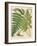 Botanical Ferns I-N. Harbick-Framed Art Print