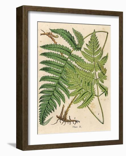 Botanical Ferns I-N. Harbick-Framed Art Print