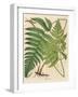 Botanical Ferns I-N. Harbick-Framed Art Print