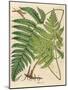 Botanical Ferns I-N. Harbick-Mounted Art Print