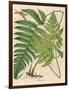 Botanical Ferns I-N. Harbick-Framed Art Print