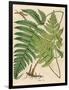 Botanical Ferns I-N. Harbick-Framed Art Print