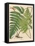 Botanical Ferns I-N. Harbick-Framed Stretched Canvas