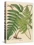 Botanical Ferns I-N. Harbick-Stretched Canvas