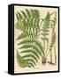 Botanical Ferns II-N. Harbick-Framed Stretched Canvas