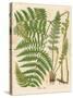 Botanical Ferns II-N. Harbick-Stretched Canvas