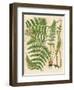 Botanical Ferns II-N. Harbick-Framed Art Print