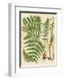 Botanical Ferns II-N. Harbick-Framed Art Print