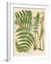 Botanical Ferns II-N. Harbick-Framed Art Print