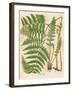 Botanical Ferns II-N. Harbick-Framed Art Print