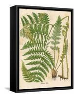 Botanical Ferns II-N. Harbick-Framed Stretched Canvas