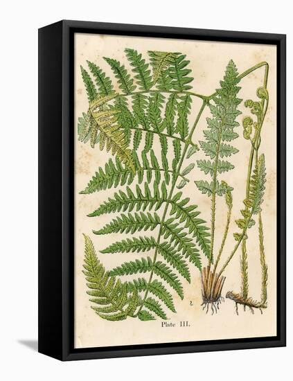 Botanical Ferns II-N. Harbick-Framed Stretched Canvas