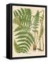 Botanical Ferns II-N. Harbick-Framed Stretched Canvas