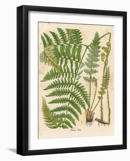 Botanical Ferns II-N. Harbick-Framed Art Print