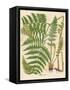 Botanical Ferns II-N. Harbick-Framed Stretched Canvas