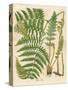 Botanical Ferns II-N. Harbick-Stretched Canvas