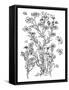 Botanical Flax BW for Coloring-Cyndi Lou-Framed Stretched Canvas