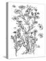 Botanical Flax BW for Coloring-Cyndi Lou-Stretched Canvas