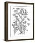 Botanical Flax BW for Coloring-Cyndi Lou-Framed Giclee Print