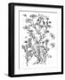 Botanical Flax BW for Coloring-Cyndi Lou-Framed Giclee Print