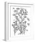Botanical Flax BW for Coloring-Cyndi Lou-Framed Giclee Print
