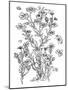 Botanical Flax BW for Coloring-Cyndi Lou-Mounted Giclee Print