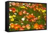 Botanical Garden at Queens Park, Invercargill, Southland, New Zealand-David Wall-Framed Stretched Canvas