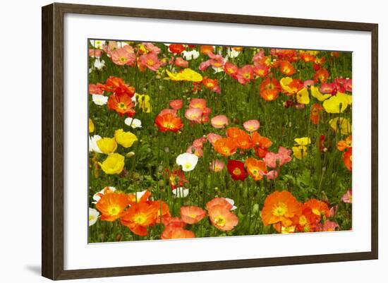 Botanical Garden at Queens Park, Invercargill, Southland, New Zealand-David Wall-Framed Photographic Print