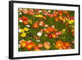 Botanical Garden at Queens Park, Invercargill, Southland, New Zealand-David Wall-Framed Photographic Print