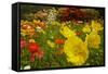 Botanical Garden at Queens Park, Invercargill, Southland, New Zealand-David Wall-Framed Stretched Canvas