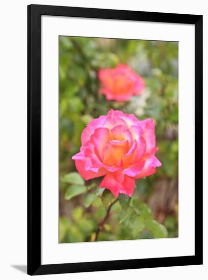 Botanical Garden, Balboa Park, San Diego, California, USA-Stuart Westmorland-Framed Premium Photographic Print