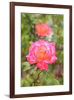 Botanical Garden, Balboa Park, San Diego, California, USA-Stuart Westmorland-Framed Premium Photographic Print