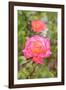 Botanical Garden, Balboa Park, San Diego, California, USA-Stuart Westmorland-Framed Photographic Print