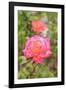 Botanical Garden, Balboa Park, San Diego, California, USA-Stuart Westmorland-Framed Photographic Print