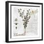 Botanical Garden Chamomile Herb-Tina Lavoie-Framed Giclee Print