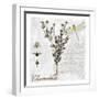 Botanical Garden Chamomile Herb-Tina Lavoie-Framed Giclee Print