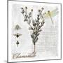 Botanical Garden Chamomile Herb-Tina Lavoie-Mounted Giclee Print