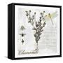 Botanical Garden Chamomile Herb-Tina Lavoie-Framed Stretched Canvas