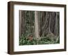 Botanical Garden, Puerto De La Cruz, Tenerife, Canary Islands, Spain-Jean Brooks-Framed Photographic Print