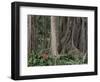 Botanical Garden, Puerto De La Cruz, Tenerife, Canary Islands, Spain-Jean Brooks-Framed Photographic Print