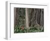 Botanical Garden, Puerto De La Cruz, Tenerife, Canary Islands, Spain-Jean Brooks-Framed Photographic Print