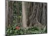 Botanical Garden, Puerto De La Cruz, Tenerife, Canary Islands, Spain-Jean Brooks-Mounted Photographic Print